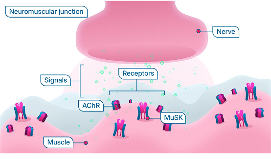 Neuromuscular junction