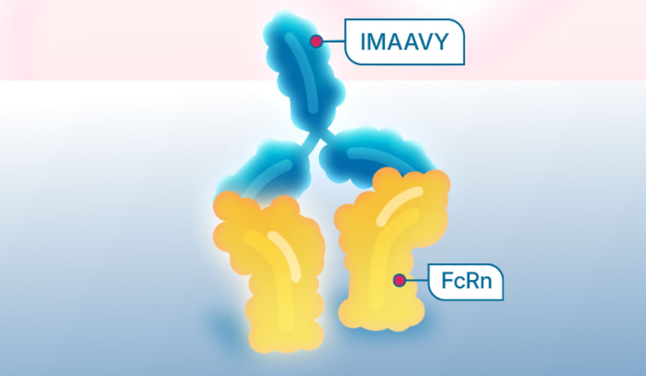 IMAAVY binds and blocks FcRn
